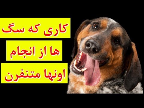 تصویری: Dewclaws چیست؟ - آیا نیاز به حذف Dewclaws سگ است؟