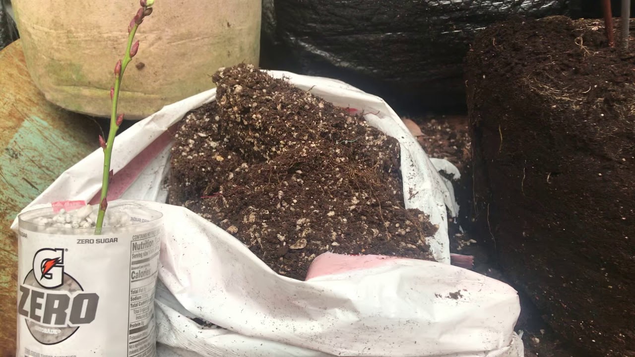 blueberry with yellow leaves part#2 Potted