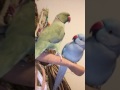 Parrot brothers enjoy morning kisses from their mom and brother