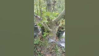 Buah tin yang cocok dan tidak cocok memakai RS loa