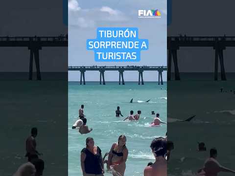 Video: ¿Hay tiburones en la bahía de Tomales?