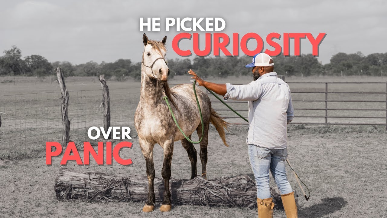 The Heartwarming Moment a Rescue Horse Discovers Joy - YouTube