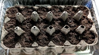 Seed Starting with Egg Cartons Update