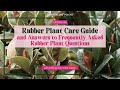 148 Rubber Plant Care Guide and FAQs | Growing Joy with Plants | Podcast