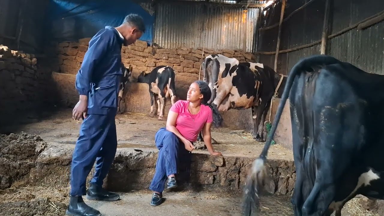 ፉሩስካን ፣ ሓተላን ንባዕልካ  በሊዕኳዮ 😱 ጎይቶኦም ኣብሺቀዮ🤣🤣ሕነይ  ፈድየ 🤣🥰