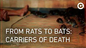 A Hidden Threat: The Deadly Role of Animals in Human Epidemics | Full Documentary