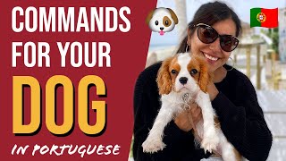 Portuguese Dog Commands - Meet My ADORABLE Puppy!