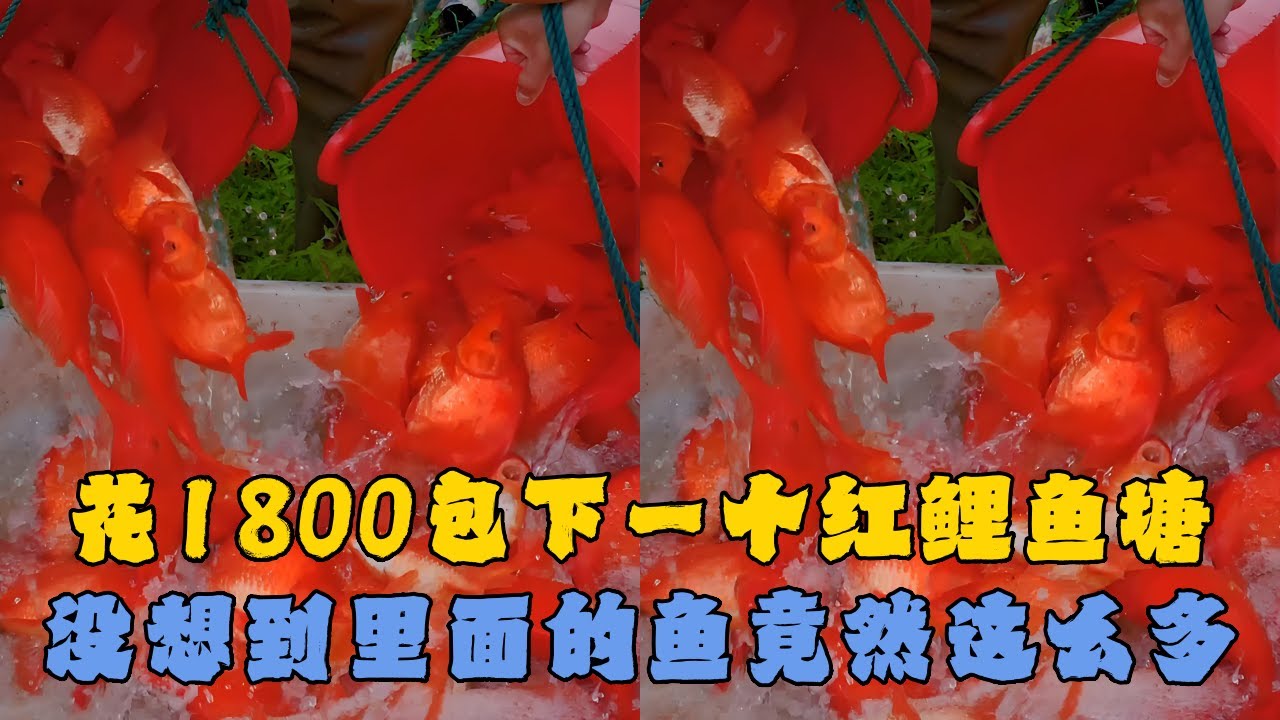 花1800元包下一个红鲤鱼塘，没想到里面的鱼竟然这么多？#户外抓鱼 #户外捕鱼 #大表哥抓鱼 #乡村生活 #农村生活