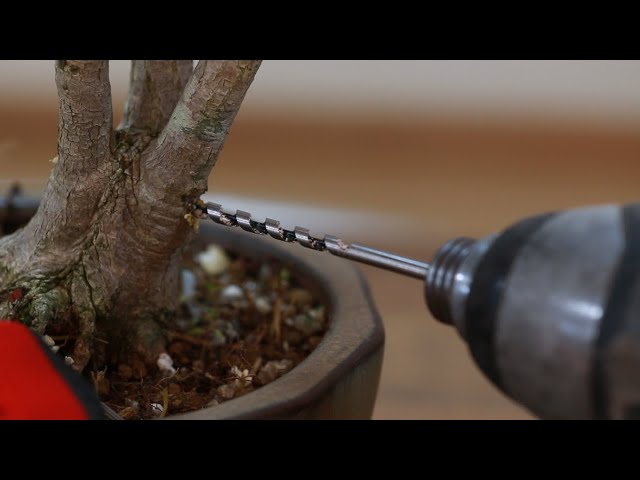 The Modeling Steps And Pruning Control Of Triangular Maple三角カエデのモデリング手順と剪定 制御三角楓的造型步驟及修剪控養 Litetube