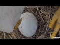 SWFL Eagles ~ M15 &amp; F23 Daytime Incubation Shifts, Delayed Incubation &amp; Closeups Of Egg 💗 11.25.23