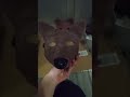i don't like 3.0 that much :/ #maskmaking #furry #therian #otherkin #FoxBoy