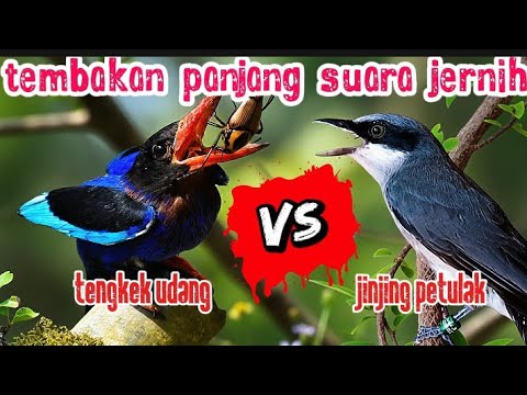 ini beda | MASTERAN VIRAL 2025 - TENGKEK UDANG VS JINJING PETULAK