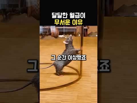 풍족함에 취하다 결국 갇혀버린 쥐 thumbnail
