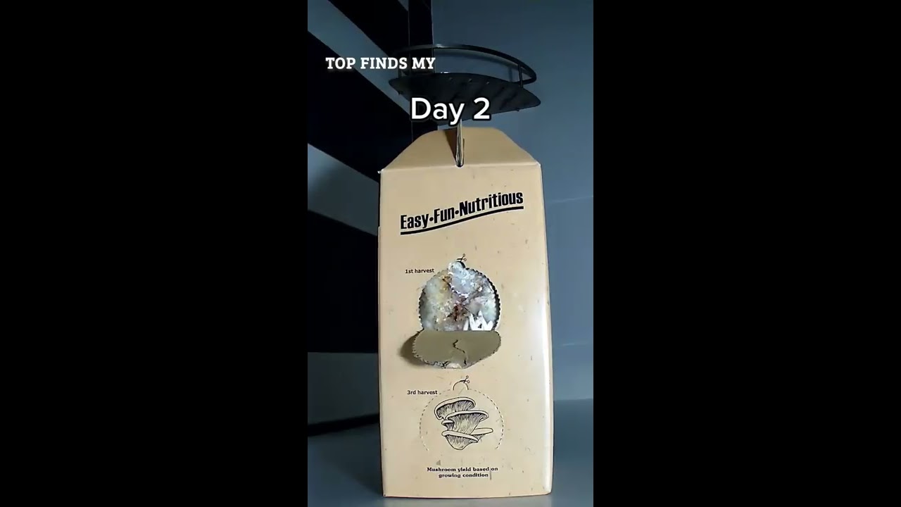 Mushroom Growing Kit 