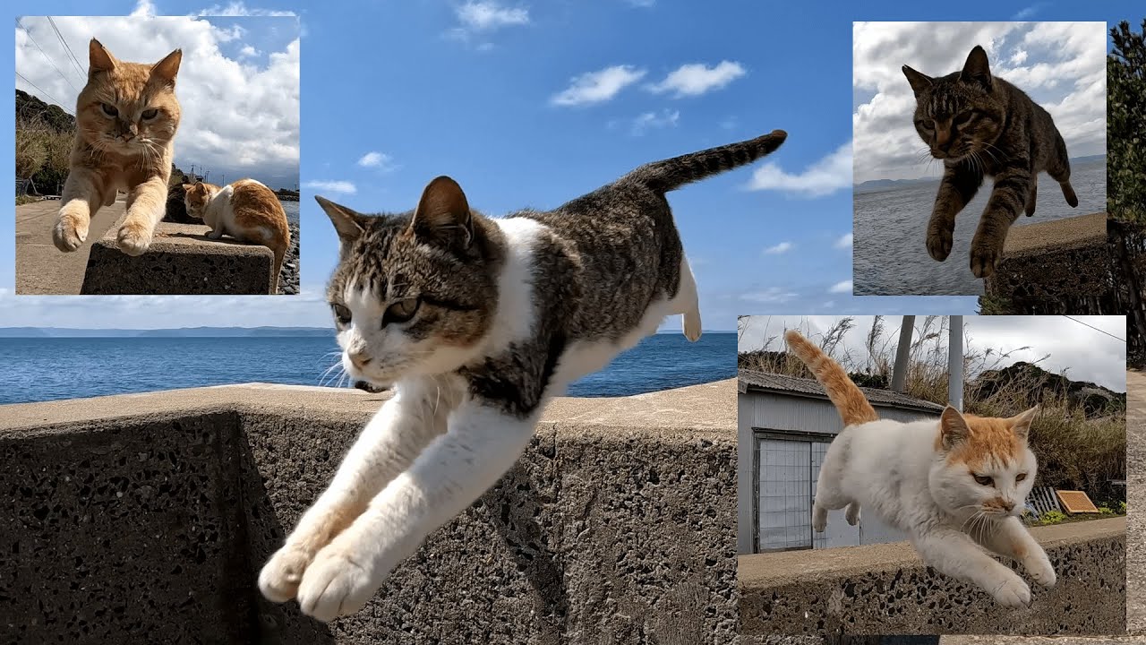 姫島 可愛い島の猫達が碧い海をバックに青空を華麗に舞う【飛び猫・昼