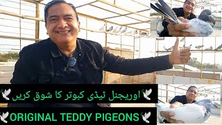 Original teddy kabootar ki pehchan | pakistani teddy kabootar | highflyer teddy pigeon pair up