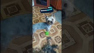 КЛОН ТОШИ