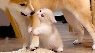 New  Funniest Cats And Dogs Videos 😁 Best Of The 2023 Funny Animal Videos 😁 - Cutest Animals Ever