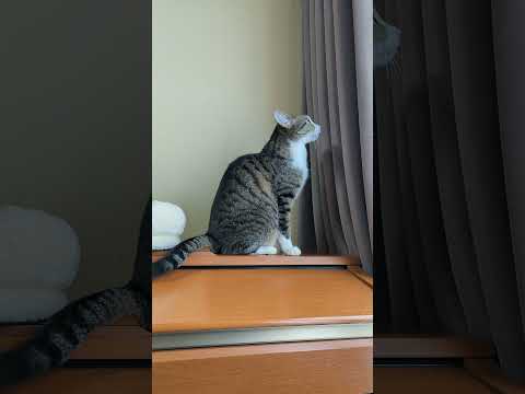 立つキジ猫 - Cats standing up - #Shorts