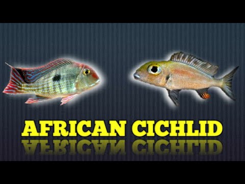 Video: Filogenomik Dari Kebaruan Konvergen Diduga: Apakah Bibir Hipertrofi Berkembang Sekali Atau Berulang Kali Di Danau Malawi Ikan Cichlid?