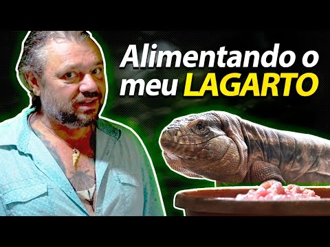 Vídeo: O Que Os Lagartos Comem