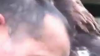 Грустное прощение животных с людьми !!! Грустное прощение животных с людьми !!!