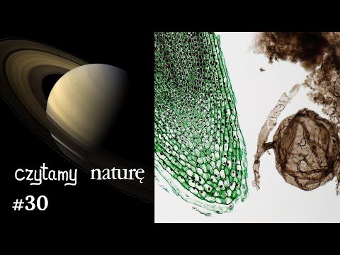 Czytamy naturę #30 | Saturn z bardzo bliska - Jak rośnie liść - Bardzo stary grzyb
