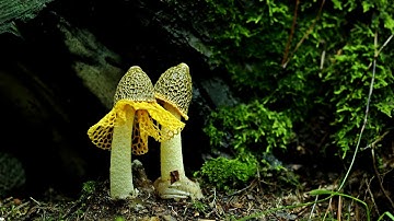 Free Stock video Wild Life   Macro Timelapse Mushroom Mantle Yellow Gabion Mushroom Mushroom   YouTu
