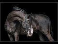 Pierre||Equestrian Music Video||