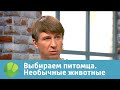 Выбираем питомца с Алексеем Ягудиным. Необычные животные