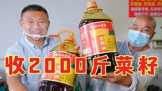 农村四哥收2000斤新菜籽拉回去榨菜籽油需要的朋友可以下单哟