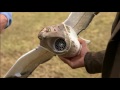 Falcons. From rearing to training a falcon. BBC Countryfile