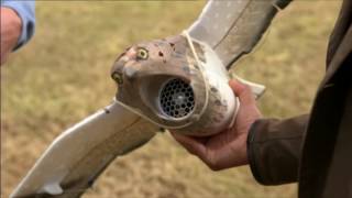 Falcons. From rearing to training a falcon. BBC Countryfile