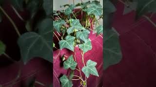 hedera care  and grow plant ? عوز نبات متسلق سريع النمو اخضر طول العام ? نبات الهيدرا