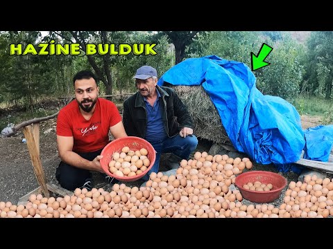 20 GÜNDÜR KAYIP OLAN YUMURTALARI BULDUK !!! Zulayı Patlattık !