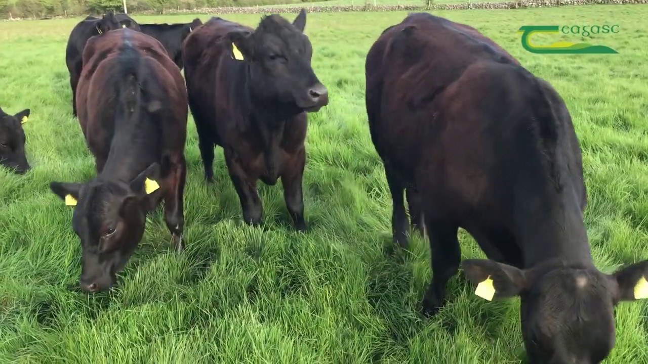 Dairy Beef Index (DBI)