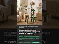 59" Cactus Cat Tree with Space Capsule, Condo and Moppy Platforms — Expert Insight | CatsPlay