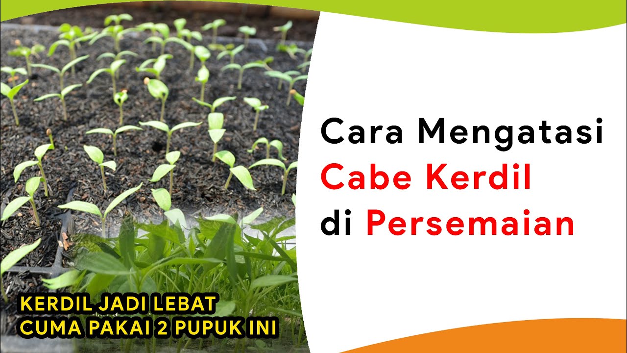 2 Pupuk Dahsyat Anti Kerdil dan Perbanyak Tunas Baru di Persemaian