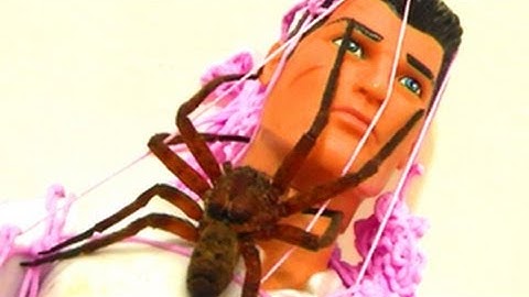 Big Spider Vs Silly String Attack