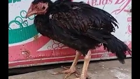 Qaib txia tsis xam yog vim li no