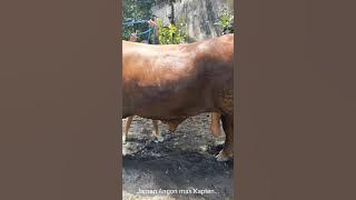 Sapi kesayangan mbak ayu selain mas poni
