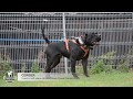 Presa canario agitation test, Cerber