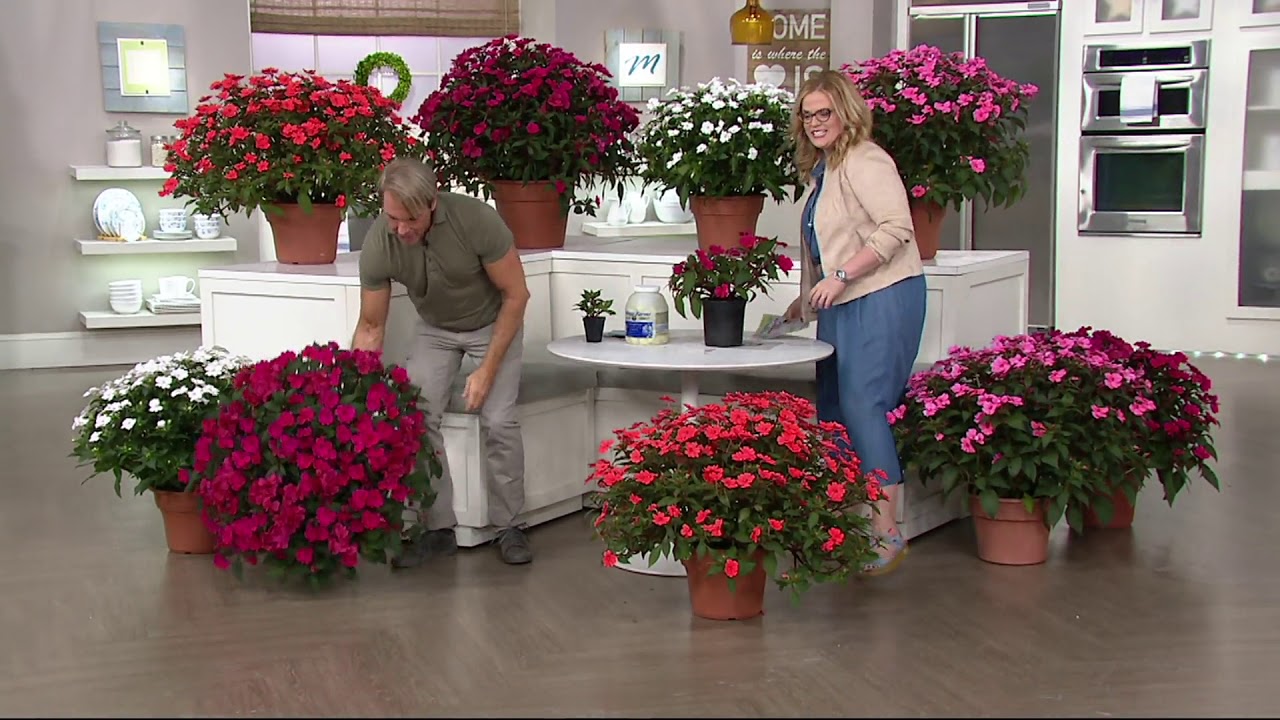 Cottage Farms 8 Piece Hearts Desire Sunpatiens Collection On Qvc