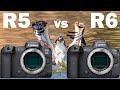 CANON R5 & R6 FOR WILDLIFE: The Differences And Which One Is Right For You