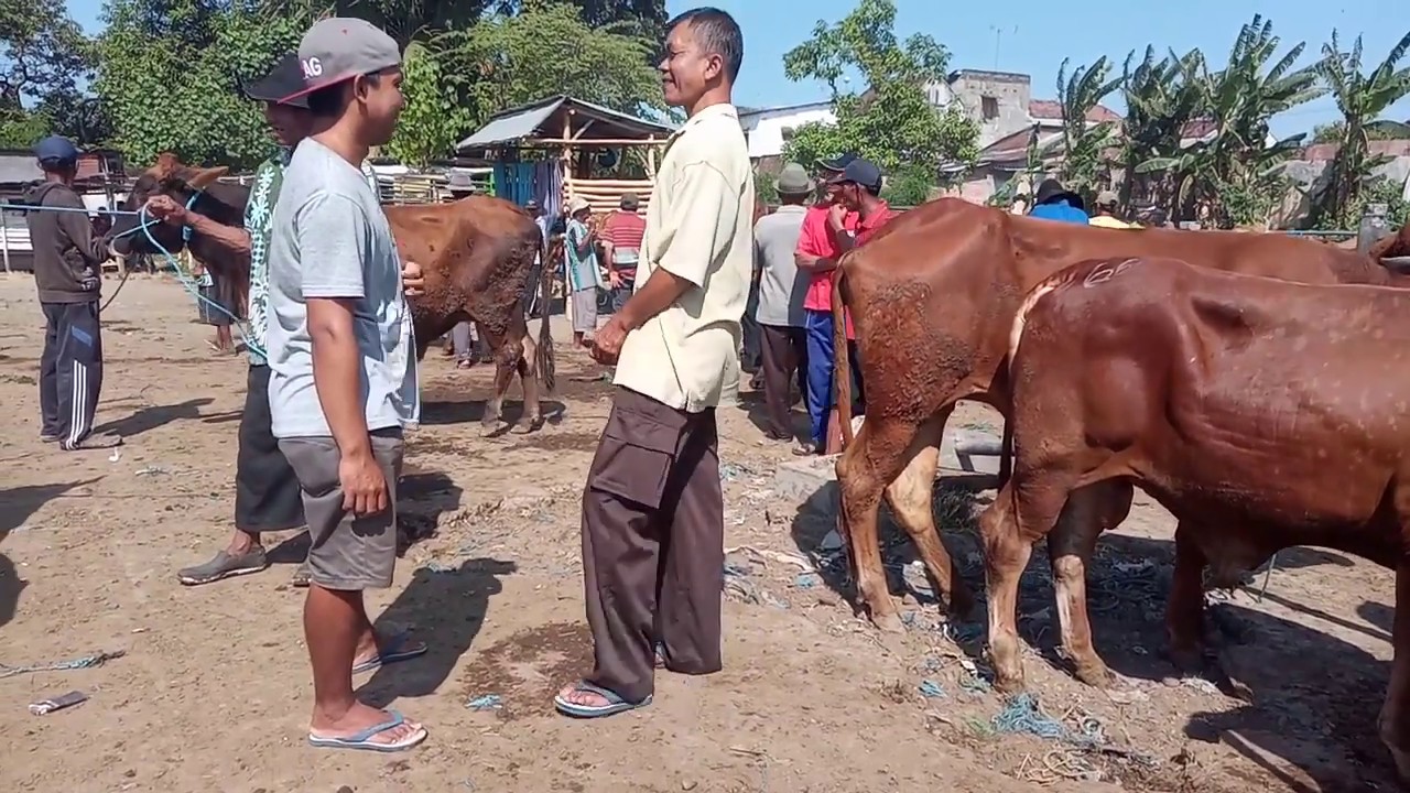 camera iphone 8 plus apk market monster cows