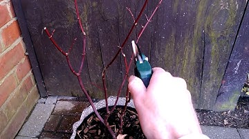 Acer Red Wine - Major Die-back Problem - (part 2 of 2)