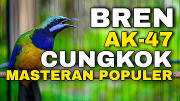 TEMBAKAN CUCAK CUNGKOK GACOR FULL BREN AK-47 COCOK BUAT MASTERAN SPEED RAPAT MURAI BATU MUDA HUTAN