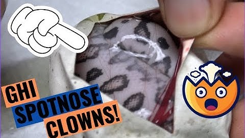 WORLDS FIRST SPOTNOSE GHI CLOWN COMBO! Ball Python Egg Cutting!