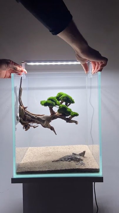 Mini aquarium with plant setup #shorts #shortsfeed