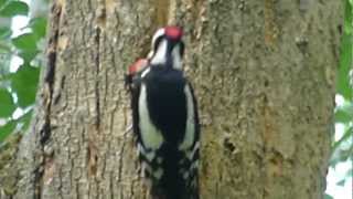 Nagy fakopáncs eteti fiókáját és kiklopfolja a húst / Great Spotted Woodpecker feeding